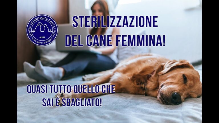 Svelato il segreto della sterilizzazione del cane: un modo per garantirgli uno stile di vita sano fino a 10 anni
