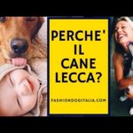 Problemi di nutrizione? Scopri perché il cucciolo non mangia e dorme sempre