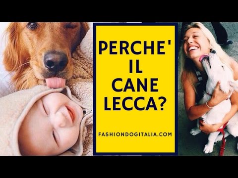 Il segreto della felicità canina: scopri perché il tuo cane lecca sempre per terra!