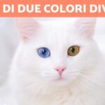 Rimedio naturale: pulire gli occhi del cane con bicarbonato