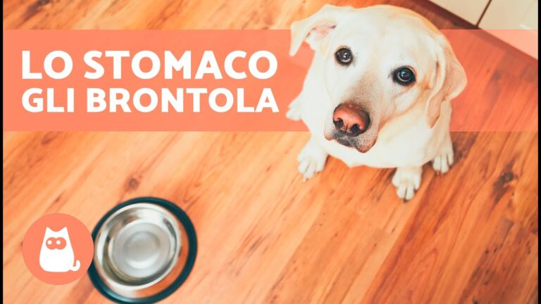 Brontolio pancia nel cane: cause e soluzioni per un appetito ritrovato