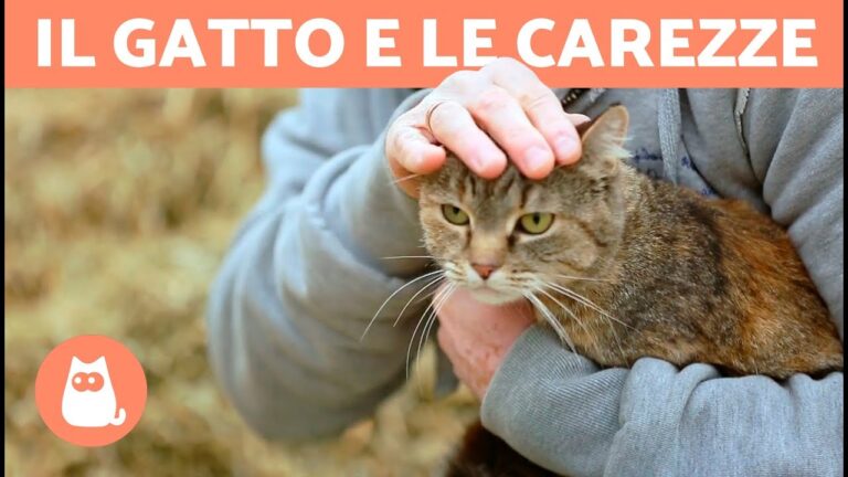 I benefici sorprendenti di accarezzare il gatto durante il sonno: scopri perché