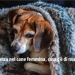 I segreti del periodo di calore dei gatti: tutto quello che devi sapere!