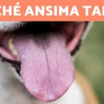 I benefici sorprendenti di accarezzare il gatto durante il sonno: scopri perché