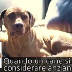 Cani: scopri la sorprendente sopravvivenza media nel tumore al fegato, un record da sfatare!