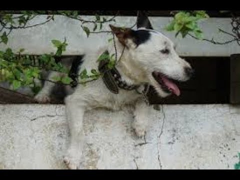 Il mistero del mio gatto fuggevole: perch&eacute; scappa quando mi avvicino?