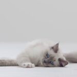 La sorprendente verità: ho toccato la pipì del gatto e questo è ciò che è successo