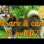 Il Cane Irrequieto di Sera: Come Gestire l’Energia in eccesso