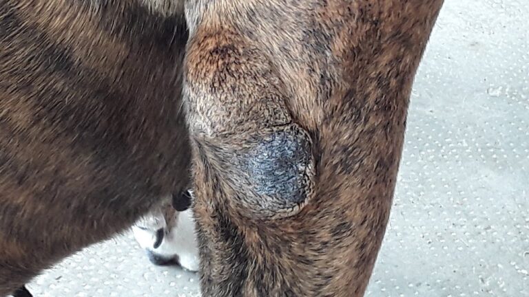 Cure naturali per il callo al gomito del cane infiammato: soluzioni efficaci in 5 passi!