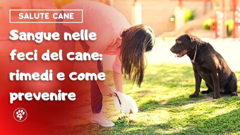 Sangue e diarrea nel gatto: quando le feci rivelano un pericolo