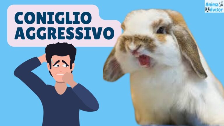 Connessione pericolosa: scopri perché il mio coniglio mi attacca!