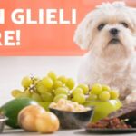 Curiosità canina: scopri perché il cane continua a deglutire e cosa può significare