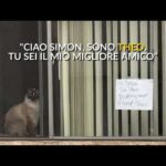 Il misterioso gatto che non fa la pip&igrave;: un enigma veterinario da risolvere