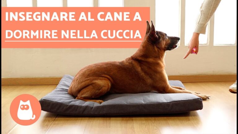 Problemi di nutrizione? Scopri perché il cucciolo non mangia e dorme sempre
