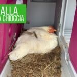 La sorprendente longevità delle galline ovaiole: segreti svelati!