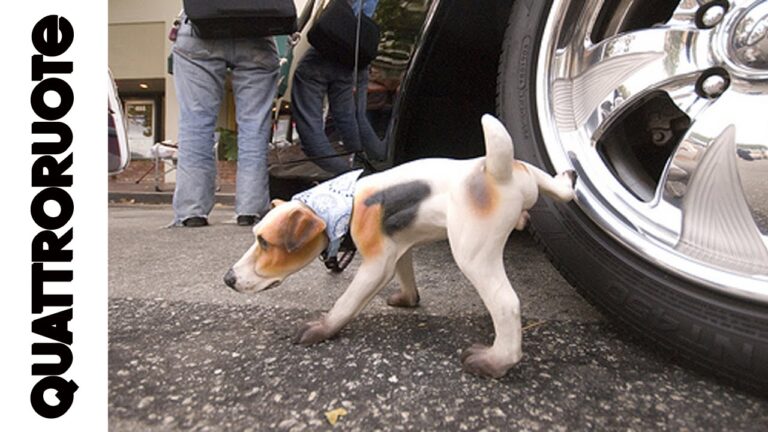 Addio ai problemi di pipì canina: scopri il dissuasore più efficace!