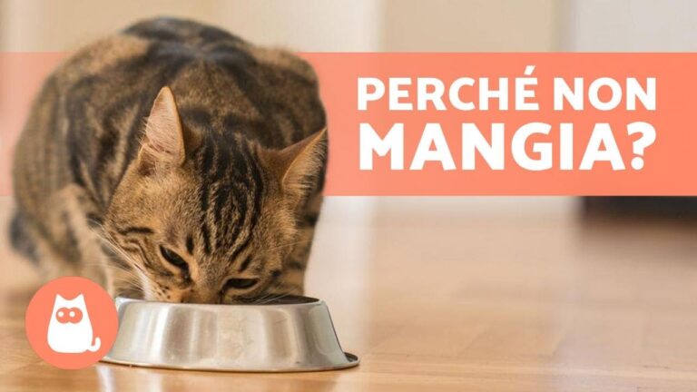 Segreti felini: perché il gatto mangia poco ma dorme tanto