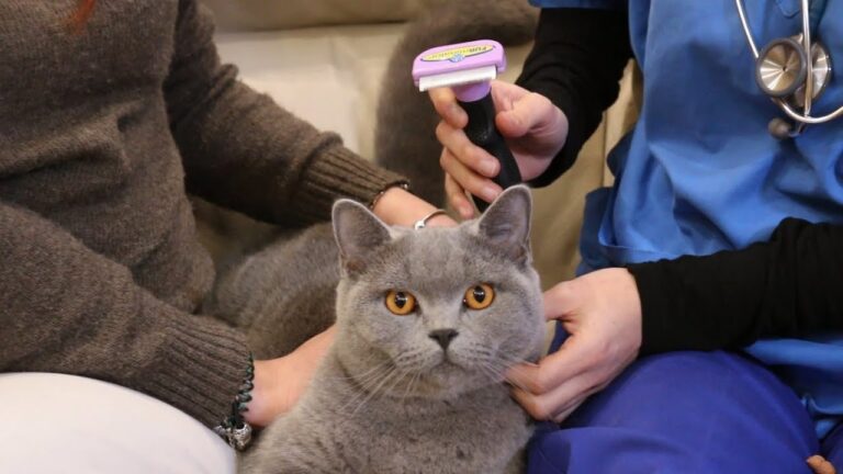 Scopri i segreti per spazzolare il tuo gatto: efficaci trucchi a portata di zampa!