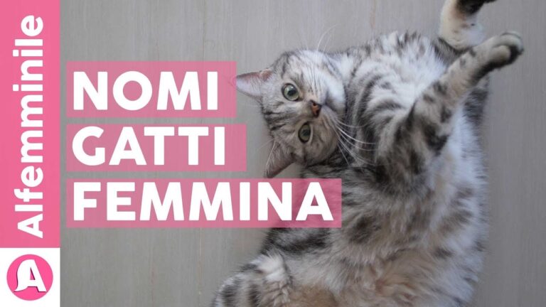 10 Nomi Simpatici per Gattini Che Ti Faranno Sorridere