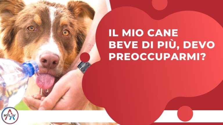 Le cause misteriose: perché il mio cane beve tanto?
