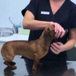 Come ho sbagliato nella scelta del cane: Lezione di vita in 70 caratteri