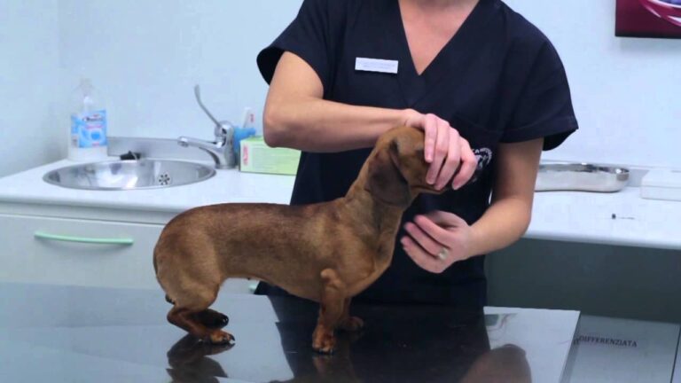 Febbre nel cane: cosa somministrargli per un rapido sollievo