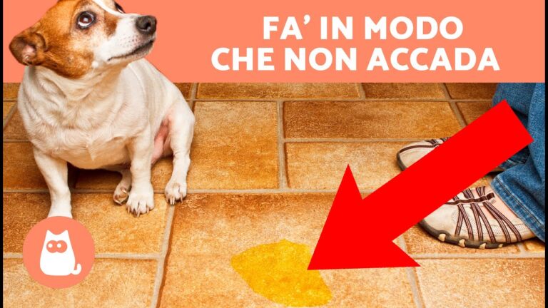Il Mistero del Cane che Spruzza Pipì Ovunque: Scoperte e Soluzioni