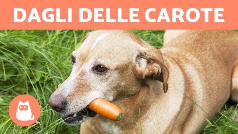 La sorprendente verità sulla carota cruda al cane: benefici e rischi