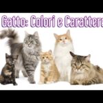 Scopri le incredibili galline con pelo lungo: una nuova tendenza sorprendente!