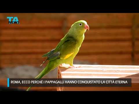 Il sorprendente record di longevità del parrocchetto monaco: quanto vive?