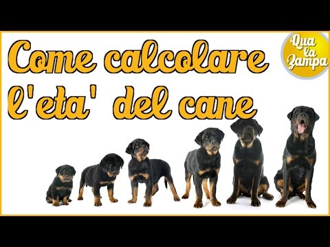 Scopri la Tabella delle et&agrave; per il Peso dei Cani: un’essenziale guida