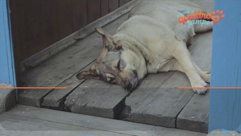 Insomnie canina: 7 rimedi efficaci per far dormire il tuo cane di notte