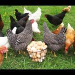 Calcio per Galline Fai da Te: Come Divertire le Tuo Polli con un Gioco Innovativo