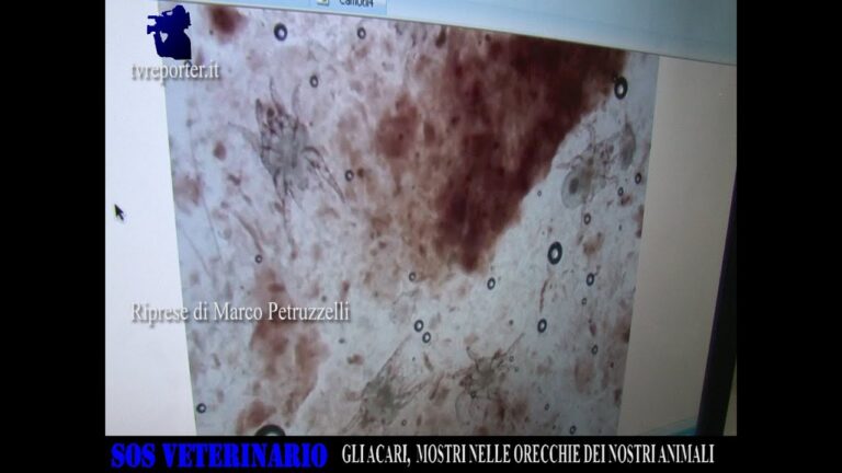 Rivelazione: la sorprendente verità sulle crosticine al bordo delle orecchie dei cani