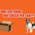 Curiosità canina: Perché il cane lecca la cuccia?