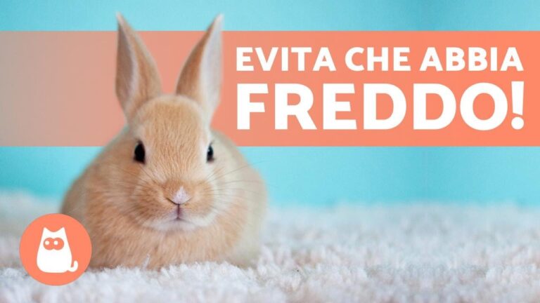 I conigli gelidi: scopri come affrontano il freddo e proteggili in inverno