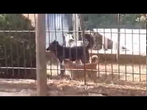 Il Rovescio dell’Amore: Quando il Cane in Calore Piange