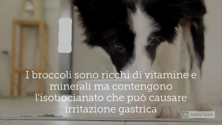 Cane gourmet: scopri se può gustarsi i broccoli!