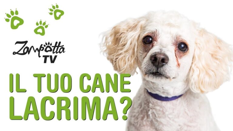 Occhio che lacrima cane: i migliori rimedi per proteggere gli occhi del tuo amico a quattro zampe