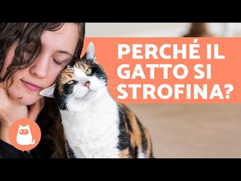 Il misterioso linguaggio del gatto: i segreti dello strusciarsi con la testa