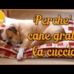 Curiosità canina: Perché il cane lecca la cuccia?