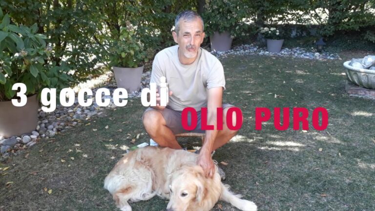 Tea Tree Oil: Veleno Mortale per i Cani?