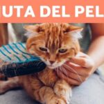 Scopri l’adorabile cucciolo di Bovari del Bernese: irresistibile incanto a quattro zampe!