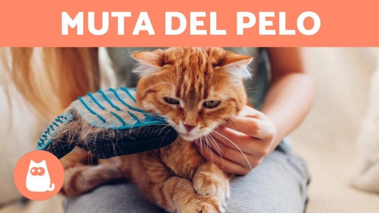 Scopri come il cambio di pelo del cucciolo di gatto può influenzare la sua vita