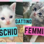 Gatto Thai vs Siamese: Scopri le Sottili Differenze!