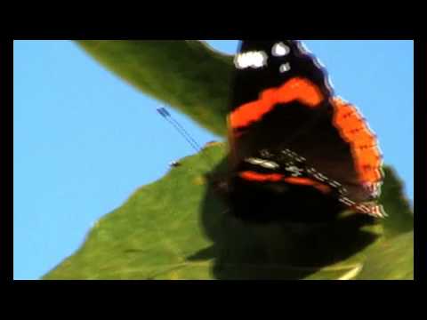 Il Fascino Misterioso della Farfalla Nera e Arancione: Scopri il Suo Incredibile Nome!
