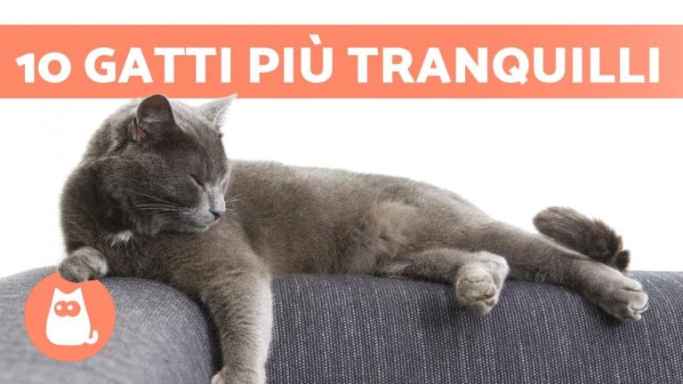 Scopri le adorabili razze di gatti affettuosi: i teneri cuccioli da tenere in casa!