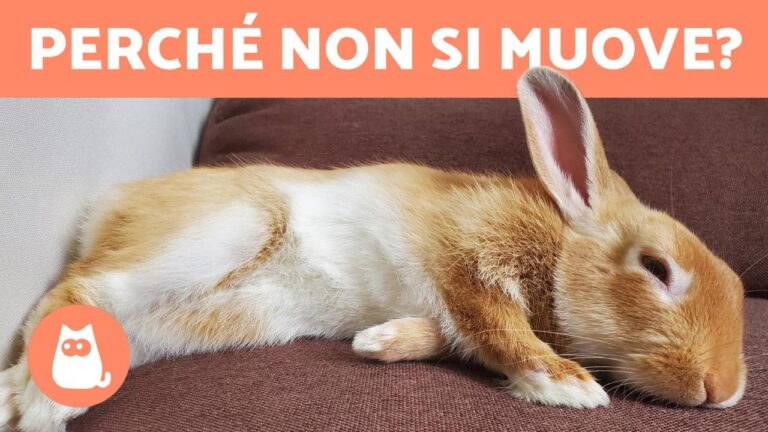 Quando la fine si avvicina: Il Segnale di Morte nel Coniglio