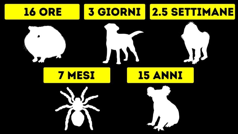 Quanto resistiamo senza bere: sfida per l’organismo