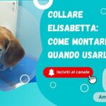 Scopri come la banana riscalda lo stomaco e migliorala digestione!